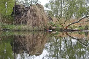 Tree Reflection In Water Prints: Fallen tree and grass reflected in water