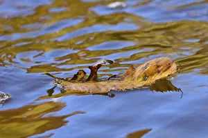 Natural Environment Photos Prints: A fallen tree leaf floating on the water