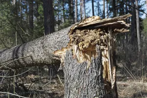 Symbolic Tree Picture Prints: Fallen tree due to storm damage