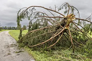 Dark Cloudy Sky Prints: Fallen tree after a thunderstorm and storm