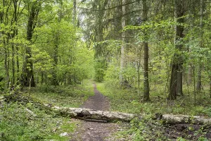 Deciduous Tree Trunk Prints: Fallen tree trunk on a forest trail