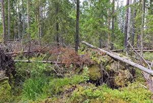Russian Countryside Scenery Prints: Fallen trees in the forest