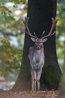 Deer Rut Prints: A fallow deer (Dama dama) in the beech forest