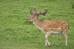 Plesiometacarpal Deer Species Prints: Fallow deer on the run in a clearing