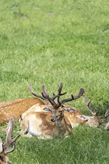 Fallow Deer Prints: Fallow deer, Tierpark Ivenack, Ivenacker Eichen