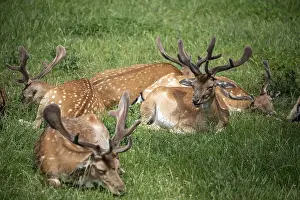 Fallow Deer Prints: Fallow deer, Tierpark Ivenack, Ivenacker Eichen
