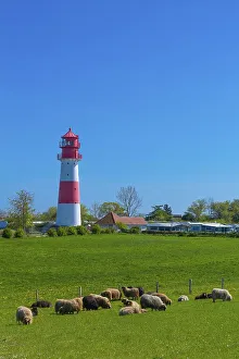 Sheep Grazing In Pasture Prints: Falshoeft lighthouse, navigation