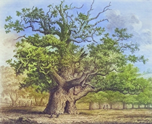 Deciduous Tree Illustration Prints: Famous old trees