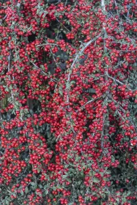 European Shrubs Prints: Fan-shaped cotoneaster (Cotoneaster horizontalis)