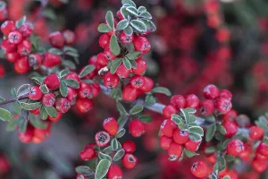 European Shrubs Prints: Fan-shaped cotoneaster (Cotoneaster horizontalis)