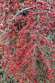 European Shrubs Prints: Fan-shaped cotoneaster (Cotoneaster horizontalis)