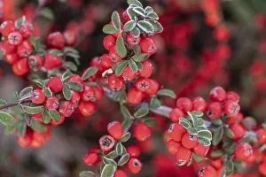European Shrubs Prints: Fan-shaped cotoneaster (Cotoneaster horizontalis)