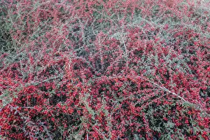 European Shrubs Prints: Fan-shaped cotoneaster (Cotoneaster horizontalis)
