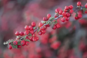 European Shrubs Prints: Fan-shaped cotoneaster (Cotoneaster horizontalis)