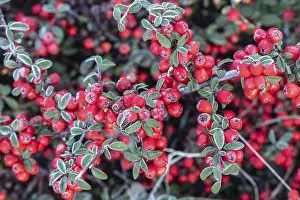 European Shrubs Prints: Fan-shaped cotoneaster (Cotoneaster horizontalis)