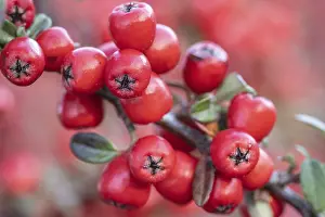 Deserted Landscape Germany Prints: Fan-shaped cotoneaster (Cotoneaster horizontalis)