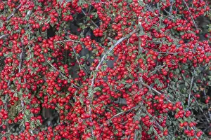 European Shrubs Prints: Fan-shaped cotoneaster (Cotoneaster horizontalis)