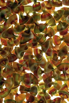 Empty Plate Photo Prints: Farfalle