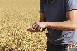 Corn Field Landscape Photography Prints: Farmer checks his grain
