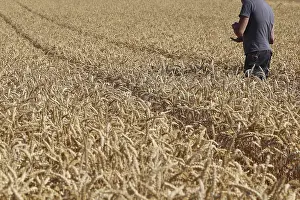 Corn Field Landscape Photography Prints: Farmer checks his grain