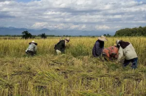 Southeast Asian Agriculture Prints: Farmworkers working in a field
