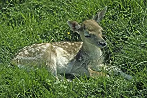 European Roe Deers Prints: Fawn, roe, deer