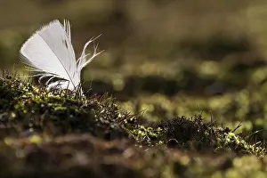 Polar Circle Landscape Photography Prints: Feather in the backlight, Down Islands