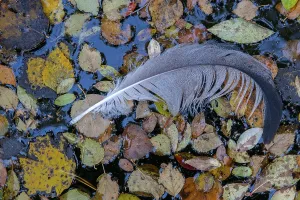 Framed Print : Crane Feather Print