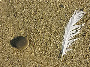 Coastal Rock Formations Prints: Feather and stone in sand