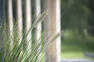 Green Blades Of Grass Prints: The feathery seed heads of the grass are in sharp focus