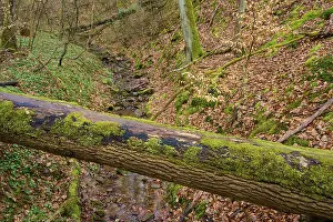 Eroded Canyon Landscape Photo Prints: A felled tree with moss over a shallow stream in a deciduous forest