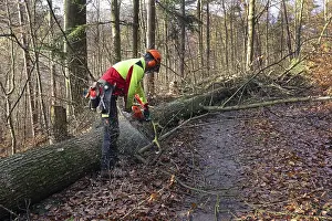 Forest Management Practices Prints: Felling a tree