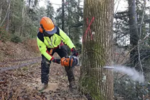 Firewood Production Prints: Felling a tree