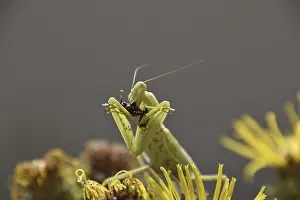 Wild Animal Feedings Prints: The female praying mantis devouring wasp