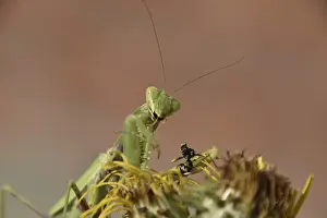 Carnivorous Insects Prints: The female praying mantis devouring wasp