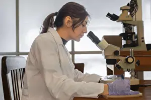 Female Researcher Prints: Female researcher using stereo microscope at laboratory workbench