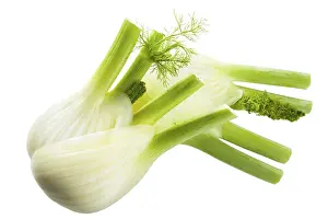 Studio Background For Food Photos Prints: Fennel