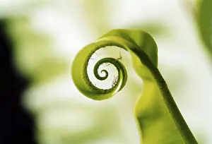 Macro Fern Photography Prints: Fern