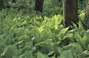 Lush Green Leaves Prints: Fern