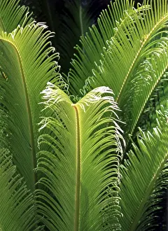 Green Ferns Prints: Fern