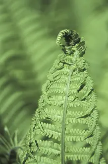 Variegated Leaf Patterns Prints: Fern