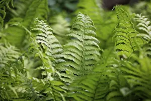 Nature Plants Prints: Fern
