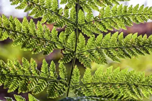 Coniferous Forest Landscape Prints: Fern