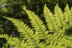 Backlit Fern Plant Prints: Fern in backlight, close-up, Upper Bavaria