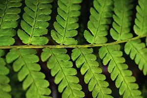 Baden Wurttemberg Landscape Shot Prints: Fern on forest floor, Black Forest