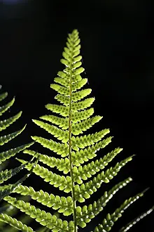 Deserted Plant Life Prints: Fern frond in backlight