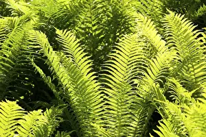 Thuringia Nature Prints: Fern fronds, backlit, Thuringia, Germany