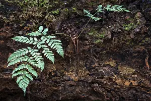 Primeval Forest Sababurg Germany Prints: Fern growing on dead tree trunk