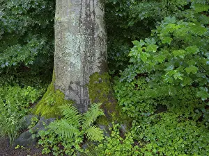 Beech Tree Prints: A fern grows at the foot of a beech tree