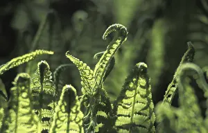 Close Up Leaf Texture Prints: Fern leaf